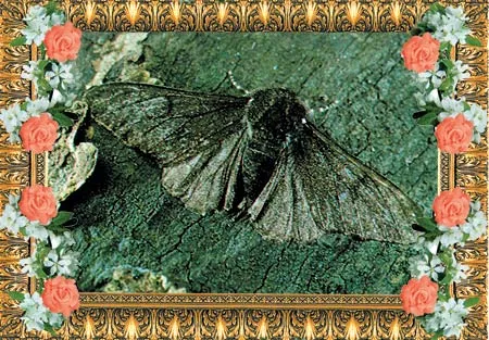 Intense research in Britain and America has shown that the distribution of melanic (dark) moths in polluted and unpolluted regions is quite different from what