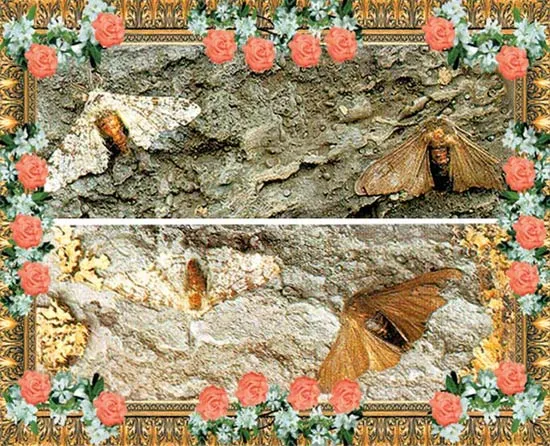 For the last 20 years, it has been known that the "Industrial Revolution" moths did not rest on tree trunks. Yet such misleading and fake photographs as shown h