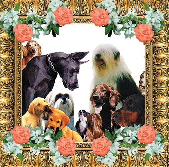 There are hundreds of breeds of dog, all with different appearances, weights, colors, forms of behavior and characteristics. Yet they are all still the same spe