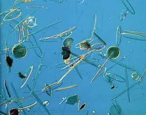 Algae floating freely in the ocean