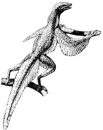 One of the theories that evolutionists put forward to account for the origin of flight maintains that reptiles turned into birds by leaping from branch to branc
