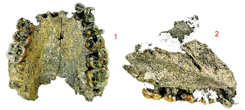 1. AL 666-1: A 2.3-million-year-old Homo sapiens jaw 2. Side view of AL 666-1