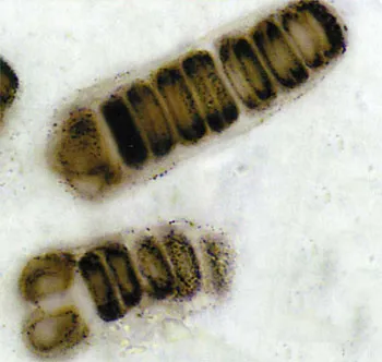 Red algae fossils dating back to the Cambrian Period. These organisms are identical to present-day red algae.
