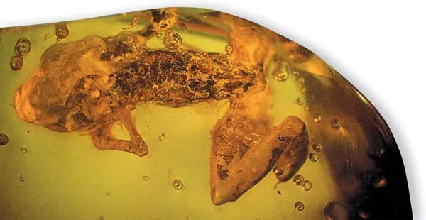 There is no process of evolution behind the origin of frogs. The earliest known frogs emerged totally different from fish and with their own unique structures. 