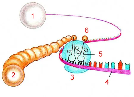 1. Cell nucleus, 2. Protein chain, 3. Ribosome, 4. mRNA, 5. tRNA, 6. Amino acid The disappearance of a single amino acid in the structure of proteins, or a chan