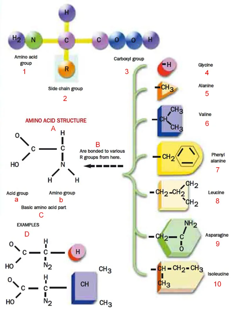 An amino acid molecule consists of a carbon atom bonded to an amino group (-NH2), a carboxyl group (-COOH), a hydrogen atom and a side chain group (-R) Proteins