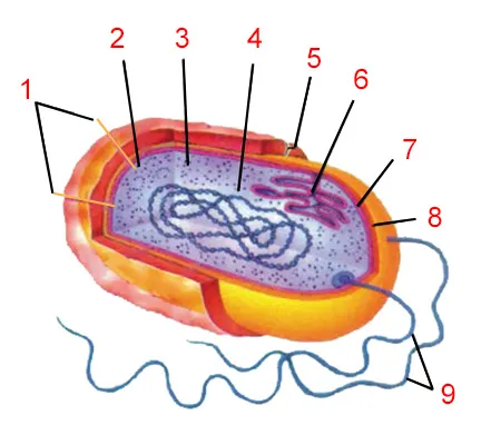 1. Micro-hair (connection point) 2. Cytoplasm 3. Ribosome (protein synthesis) 4 .Chromosome (inheritance) 5. Capsule (defense) 6. Mesosome (cell division) 7. Ce