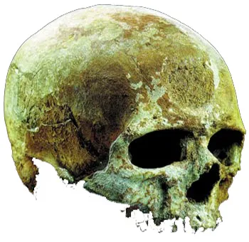 A Cro-Magnon skull