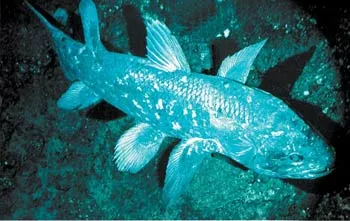 After examining Coelacanth fossils, evolutionists used to say that it was an intermediate form in the transition of vertebrates from sea to dry land. However, t