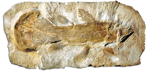 Coelacanth