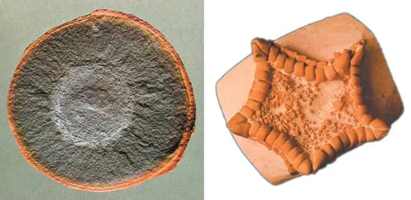 The way that many highly complex invertebrates such as the starfish and jellyfish appeared suddenly in the Cambrian Period, some 500 million years ago, invalida
