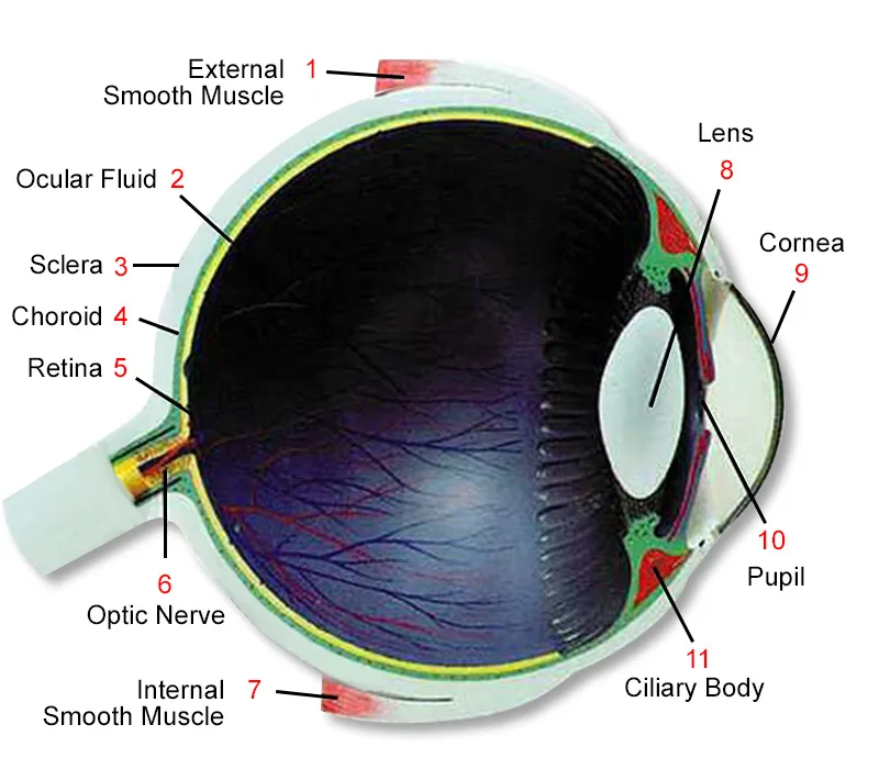 Irreducible complexity