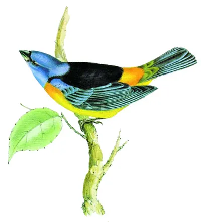 finch