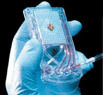Gene frequency