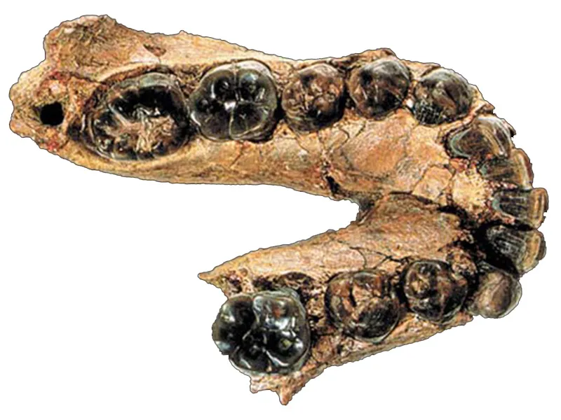 Analyses of the teeth of the species Australopithecus and Homo habilis (at side) shows that these belong to the same category as African apes.