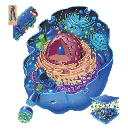 cell
