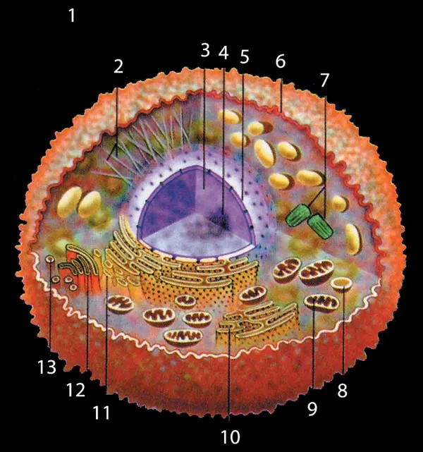 1. Nucleus 2. Microtubules 3. Nuclear plasma 4. Nucleoli 5. Nucleus membrane 6. Nuclear membrane 7. Centriole pair 8. Lysosome 9. Mitochondria 10. Granulated en