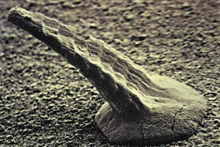 A fossil thorn discovered in Burgess Shale