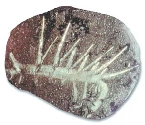A fossil discovered in Cambrian rock beds
