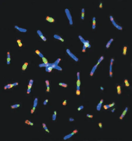 DNA molecules, roughly 1 meter long, are squeezed into chromosomes just 1 billionth of a meter thick.