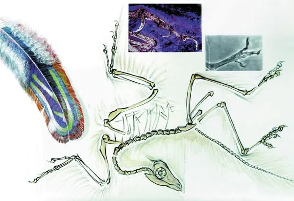 Research into the anatomy of Archaeopteryx has revealed that the vertebrate had a perfect flying ability and was in fact a typical bird. The efforts to equate A