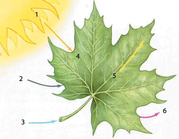 1. Sunlight, 2. 6C02 Carbon dioxide, 3. 6H2O Water, 4. Chlorophyll, 5. C6H12O6 Glucose, 6. 6O2 Oxygen Plants use CO2 (carbon dioxide), H2O (water), and sunlight
