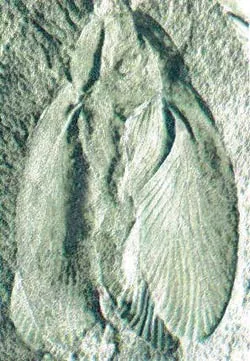 There is no difference between this 320-million-year-old fossil cockroach and modern specimens.