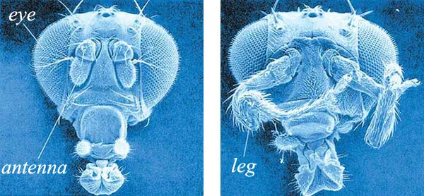 Normal Mutant The evolutionist biologs looked for an example of a useful mutation since the beginning of the century. Yet only crippled, diseased and faulty fli