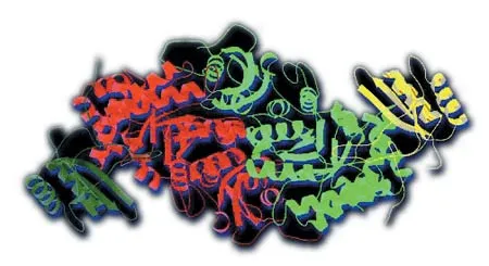 The three-dimensional structure of a protein