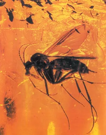 A 35-million-year-old fly preserved in amber (fossilized tree resin). This fossil, discovered near the Baltic Sea, is identical to specimens living today.