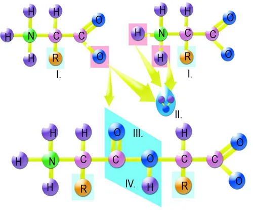 I. Amino acid II. Water III. Peptide bond IV. Dipeptide molecule Amino acids are attached to one another by peptide bonds. The main diffence betweens peptide an