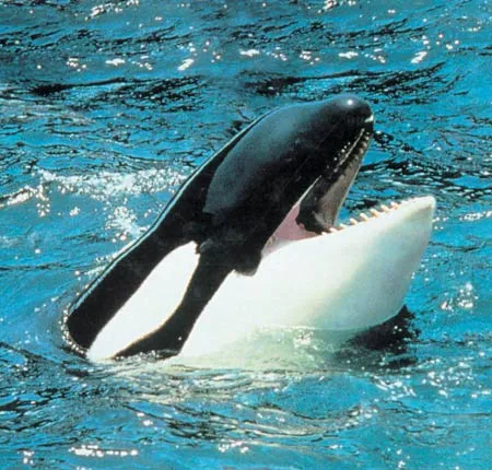 Whales have been created with the mostappro priate structures and to tally unique sensory systems for their surroundings.