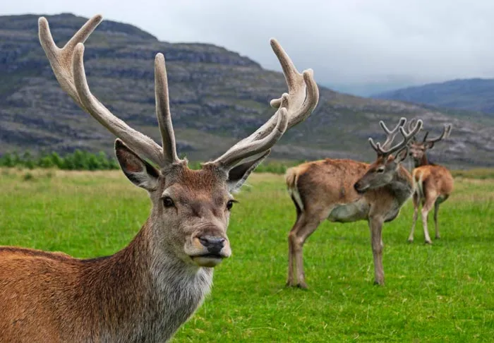 No matter how much deers are subjected to natural selection, they will always give birth to more deer.