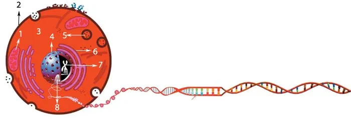 1. Mitochondria 2. Cell membrane 3. Cytoplasm 4. Nucleus 5. Lysozome 6.Endoplasmic reticulum 7. Chromosome 8. DNA