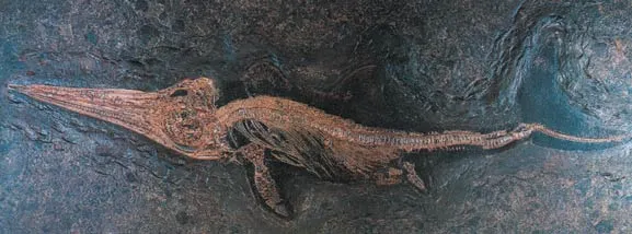 A 250-million-year old ichthyosaur fossil belonging to the species Stenopterygius