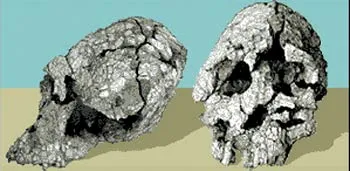 The 3.5-million-year-old Kenyanthropus platyops fossil skull overturned evolutionists’ imaginary evolutionary tree.