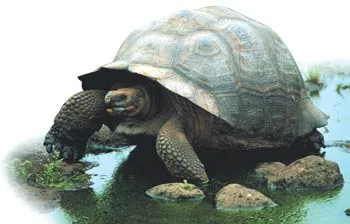 Turtles