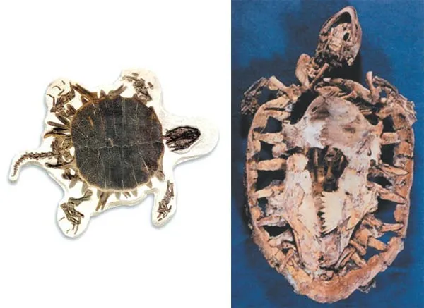 Right Picture: Remains of the oldest known turtle. Found in Brazil, this 110-million-year-old fossil is indistinguishable from present-day specimens. Left Pictu