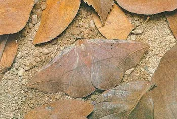 A butterfly that resembles a dry leaf