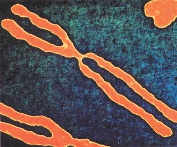 Comparisons based on chromosome numbers and DNA structures show that no evolutionary relationship can be established between different species..
