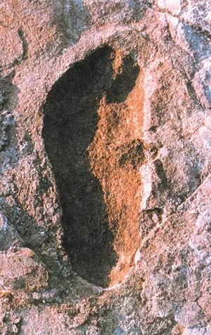 A Laetoli footprint