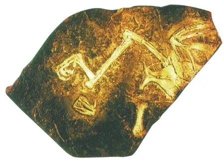 A 130-million-year-old Liaoningornis bird fossil, identical to modern birds.