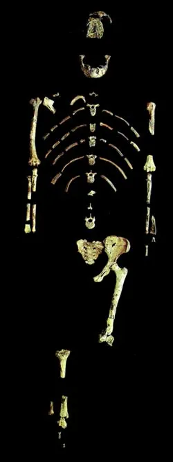 The "Lucy" skeleton