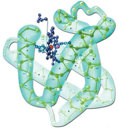 The illustration shows the three-dimensional structure of the myoglobin protein and the peptide groups among the atoms. Such a flawless structure cannot be expl