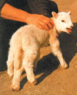A physically defective mutant lamb.