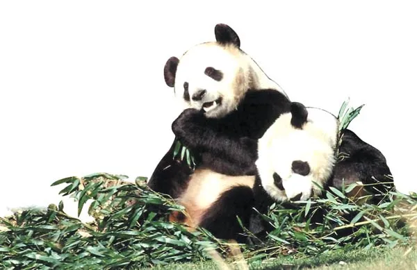 Evolutionists look for disharmony or flaws in nature, in their efforts to find evidence for denying Allah's flawless creation. As with the subject of the panda'