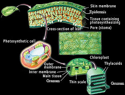 Plant cells perform photosynthesis, a process that cannot be carried out in any laboratory. Thanks to an organelle in the cell known as the chloroplast, plants