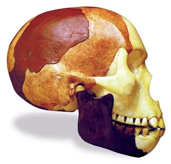 AN ORANGUTAN JAW TO A HUMAN SKULL: The Piltdown Man fossil that deceived the world of science for some 40 years was actually a fraud concocted by evolutionists