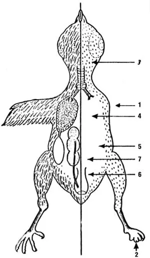 NORMAL DEVELOPMENT / PLEIOTROPIC EFFECT 1- Wings do not energe. 2-The feet are of normal size, but their ends fail to develop fully 3- The is no softfeather tis
