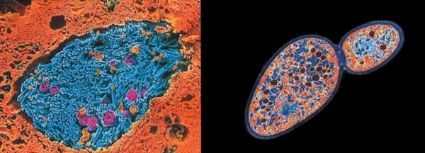 There is no scientific basis to the evolutionist hypothesis that prokaryotic cells (left) gradually turned in eukaryotic ones (right).